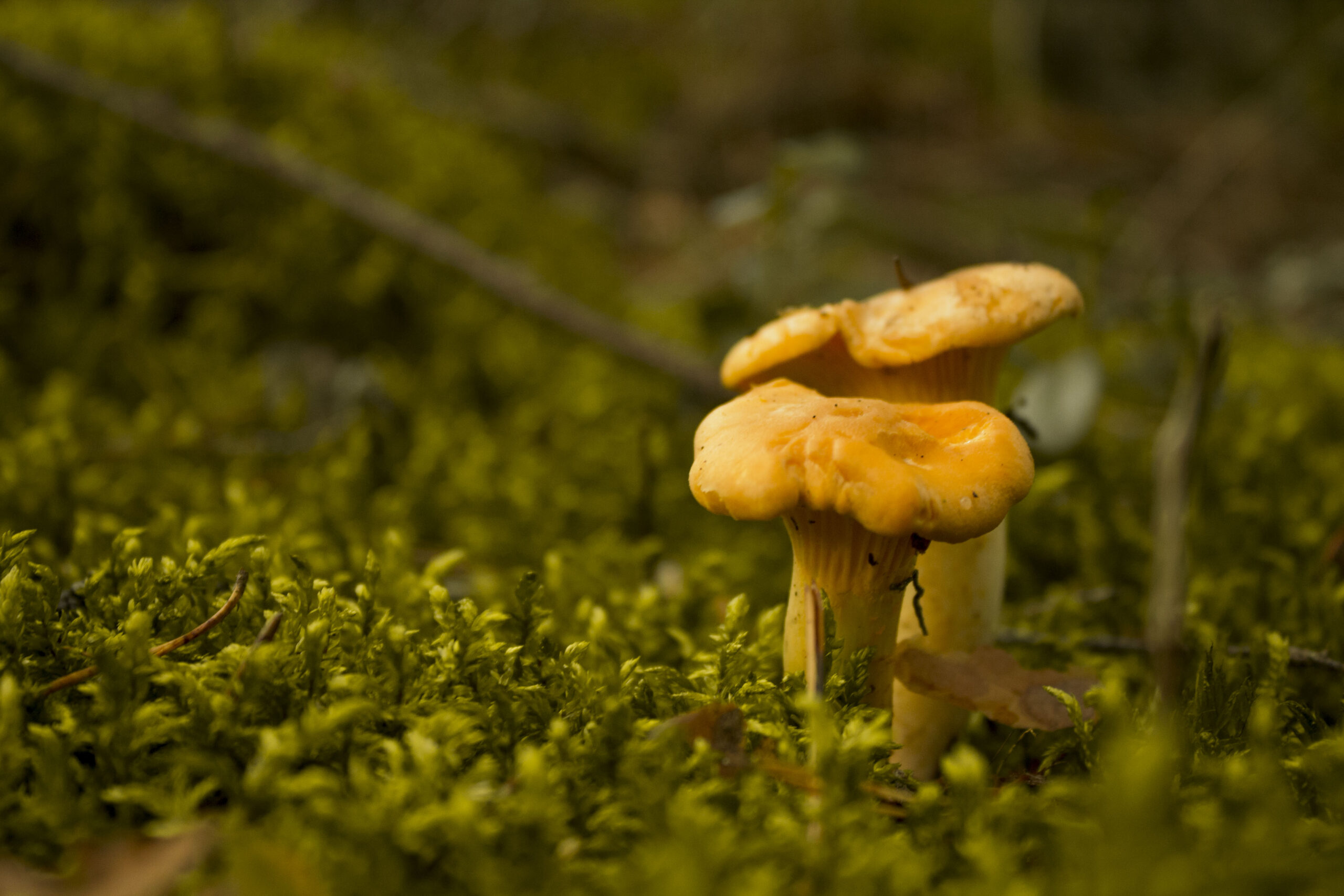 kantarell i skogen