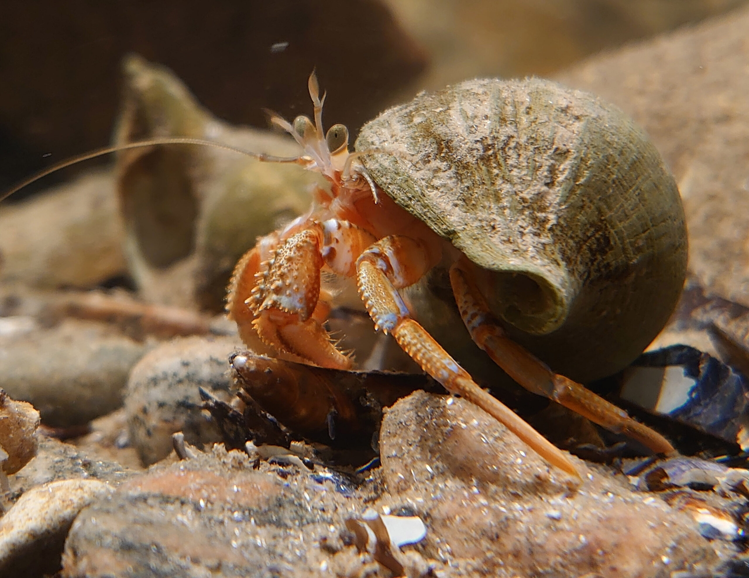 Eremitkräfta i akvarium