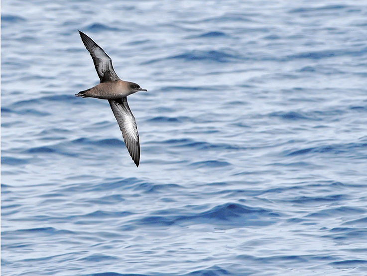 Grålira flyger över havet