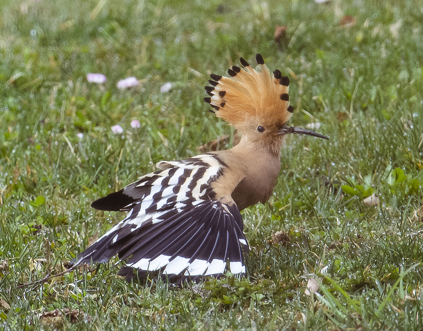 Fågel uppfällda hjässfjädrar