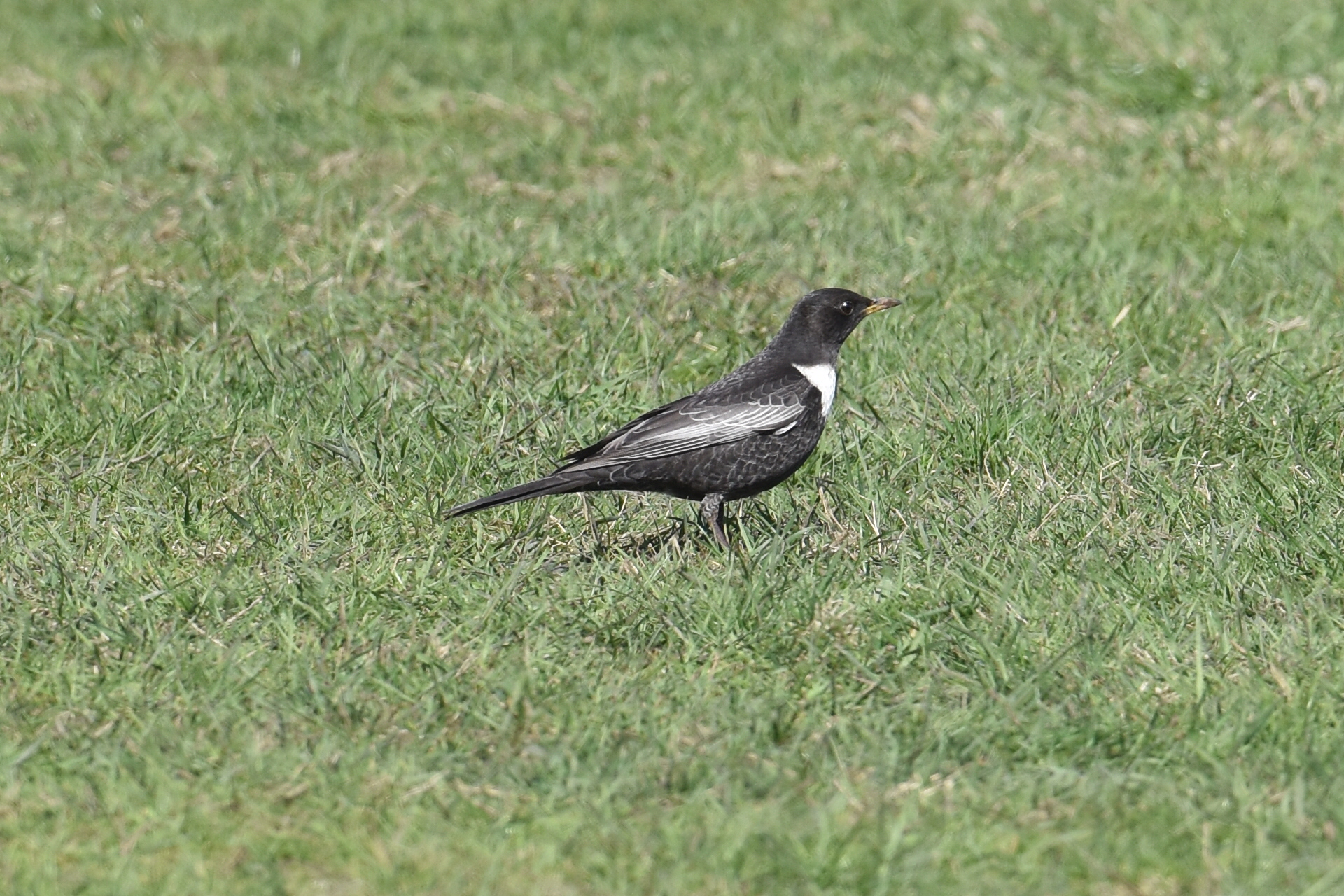 fågel på gräs