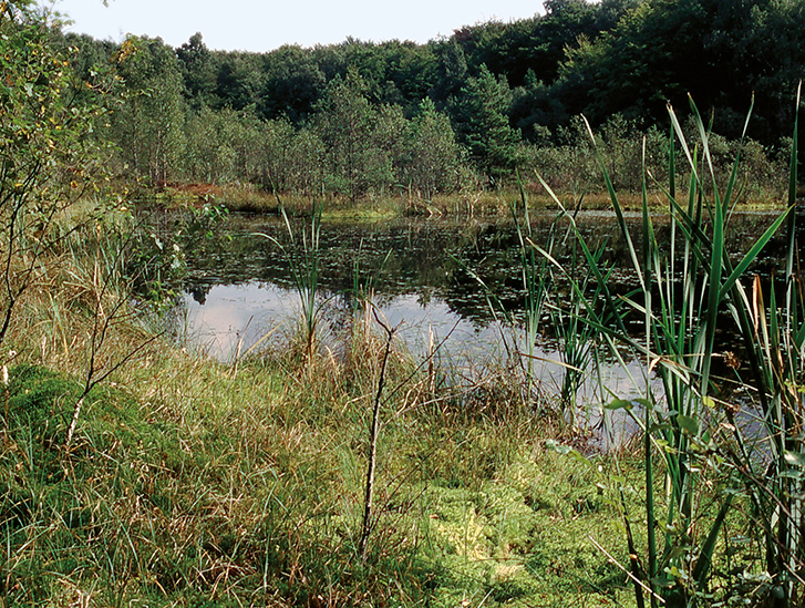 Våtmark på Kullaberg